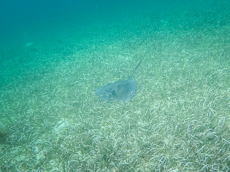 A stingray resting on the seabed