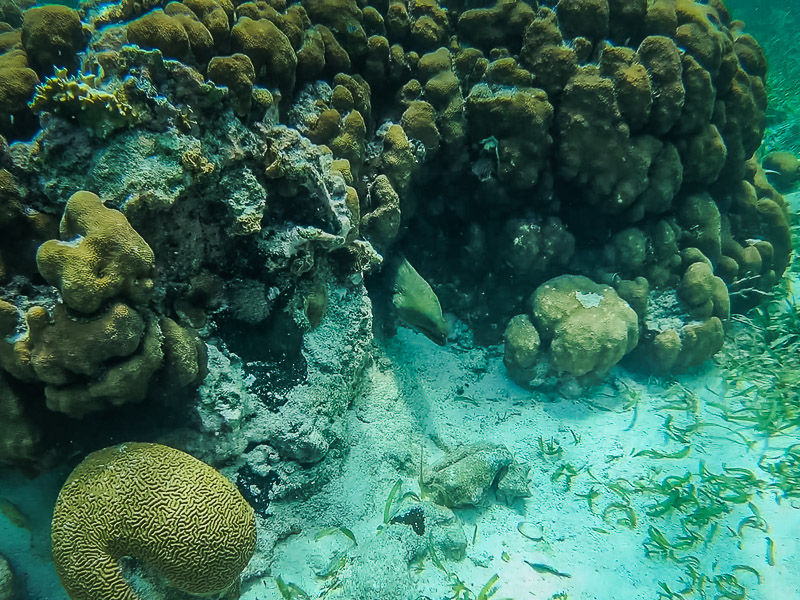 An eel peeking out