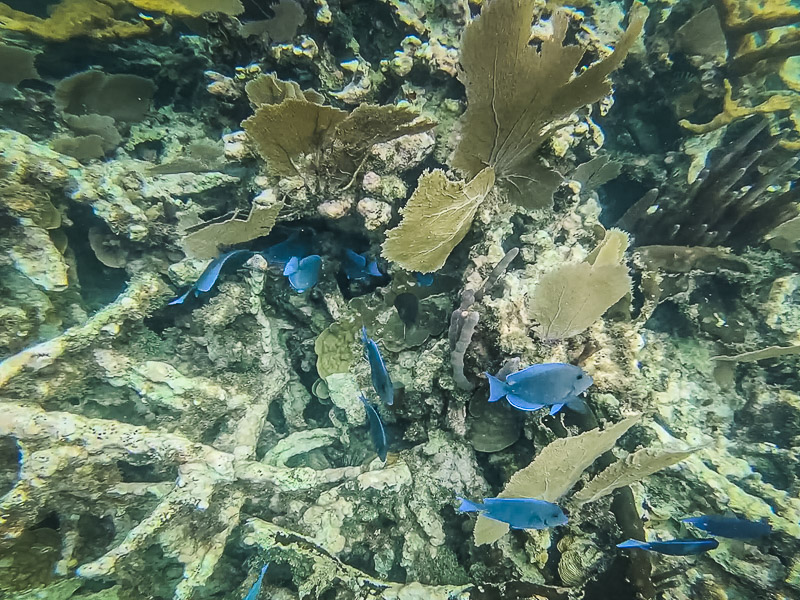 Blue colored fish swimming through the corals