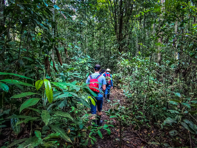 Walking through the rainforest