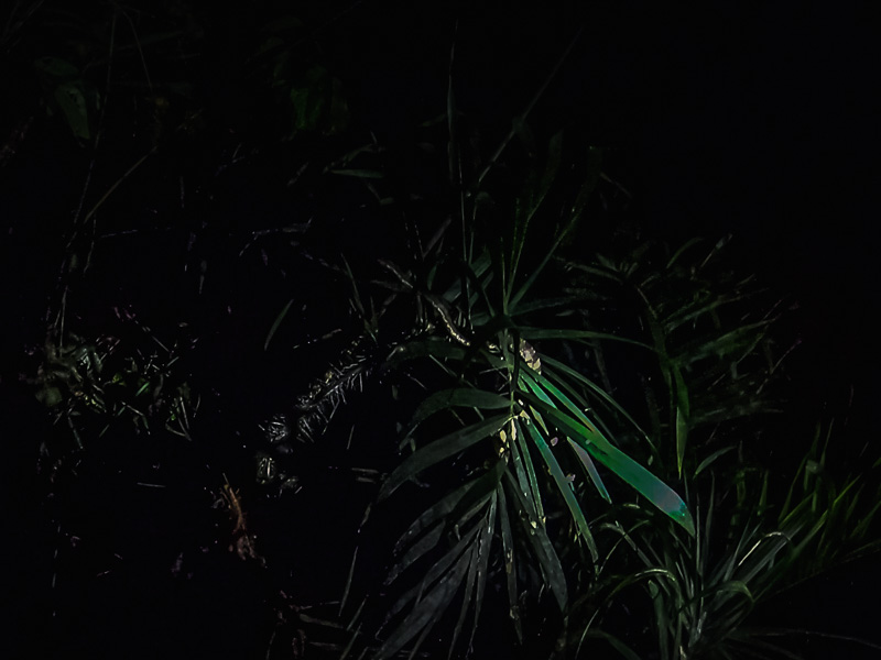 Spotting a snake in in the tree branches on the way back