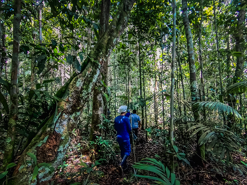 Walking through the rainforest