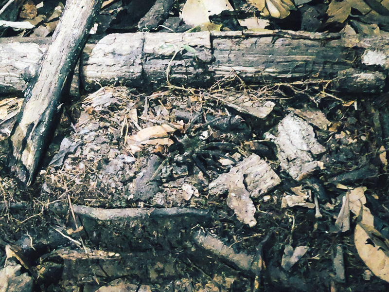 Stepping around a deadly tarantula