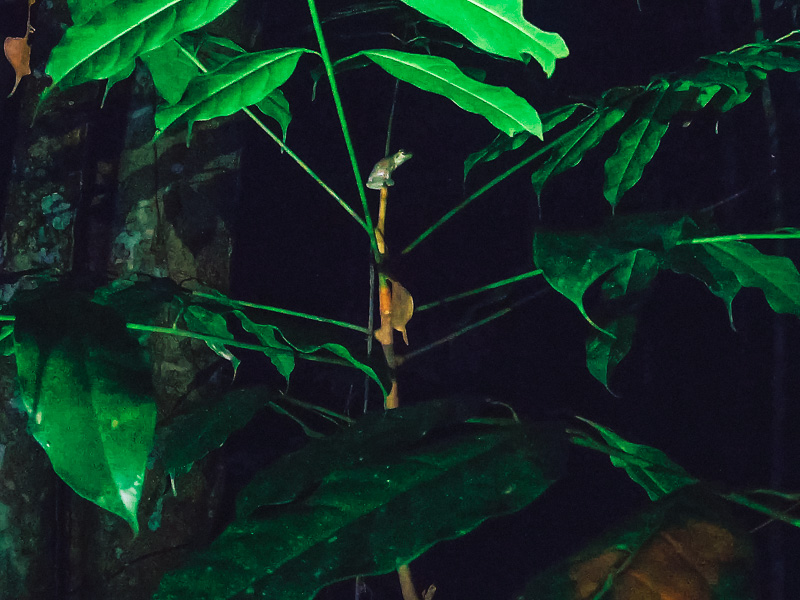 An Amazon leaf frog