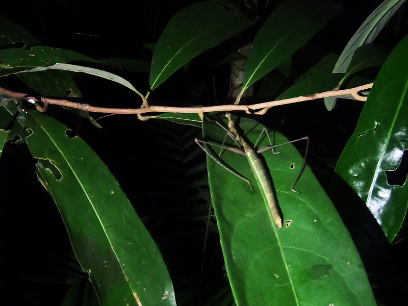 Giant grasshopper on a leaf