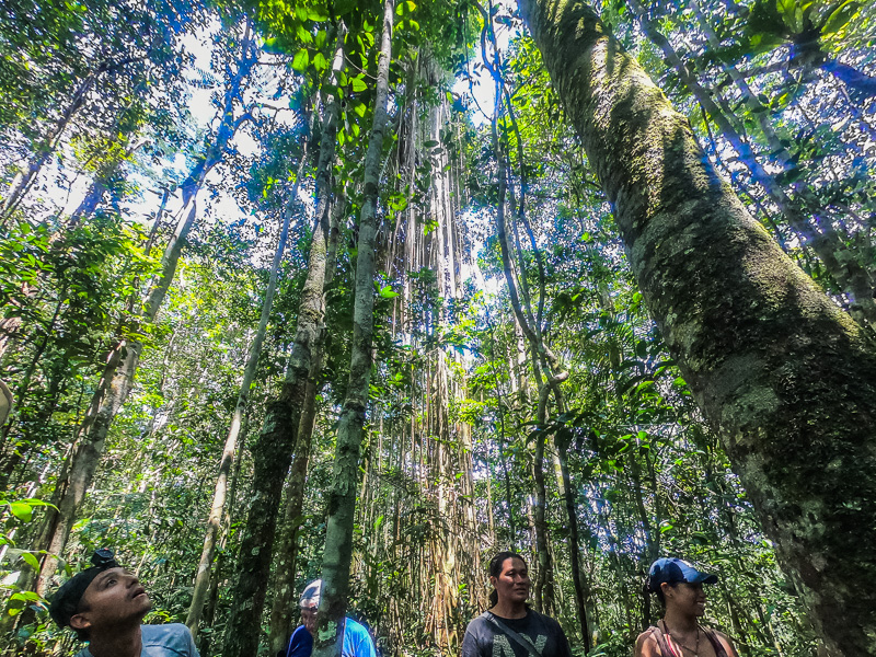 The towering trees in the rainforest