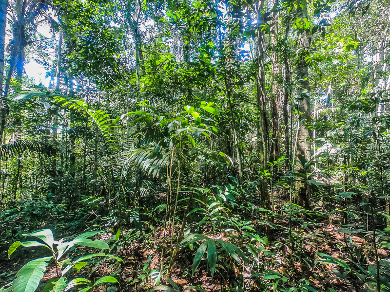 The towering trees in the rainforest