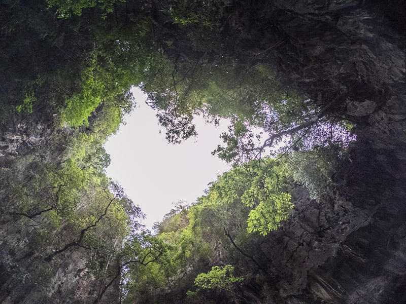 Outline of an elephant head looking up to the trees