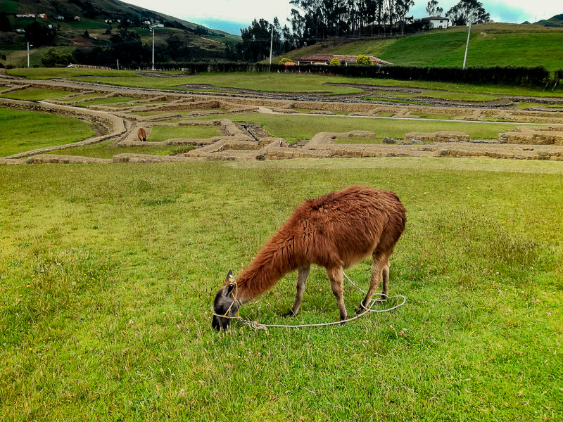 Llama grazing in the area