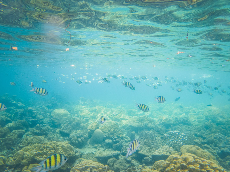 Snorkeling by the beach