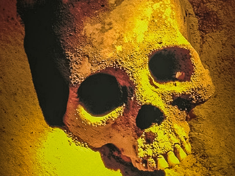 Human skull