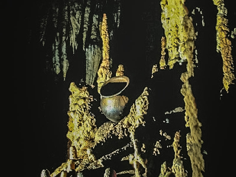 A pot artifact