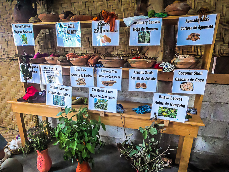 Display of the different plants used to obtain the colors