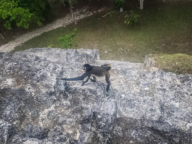 A monkey climbing the pyramid