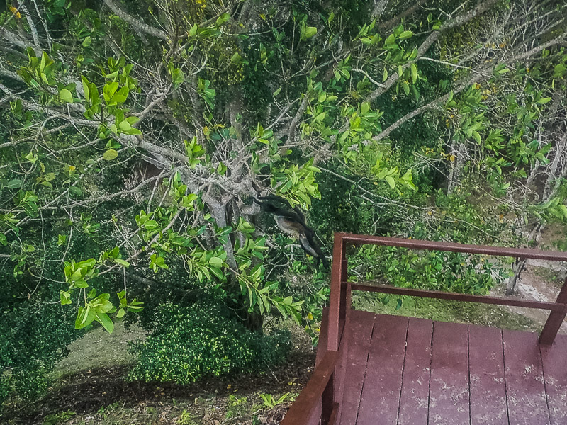 A monkey jumping towards a tree branch