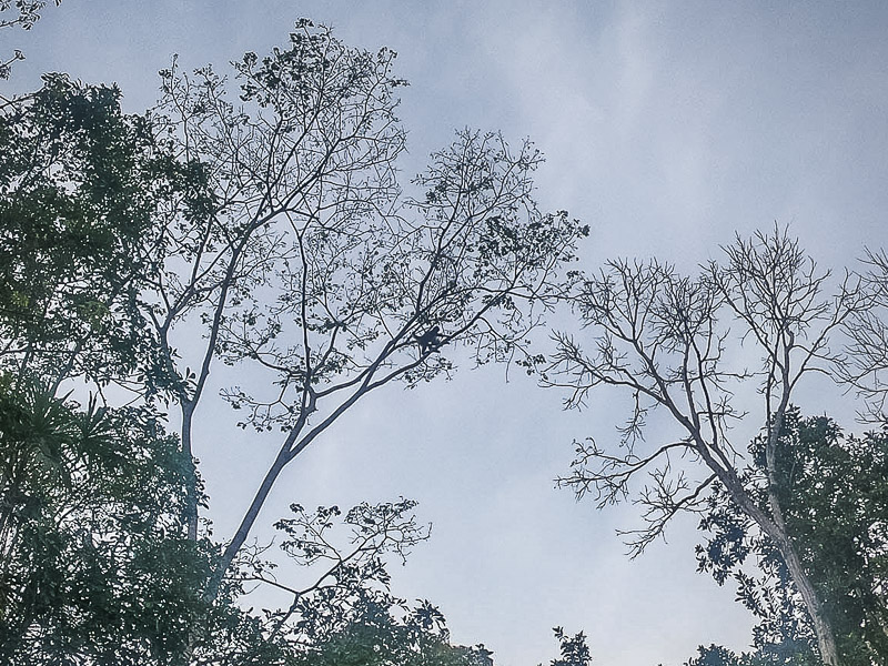 A monkey walking on the tree branches