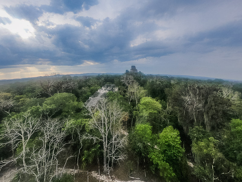 View of the surrounding pyramids sticking out above the trees