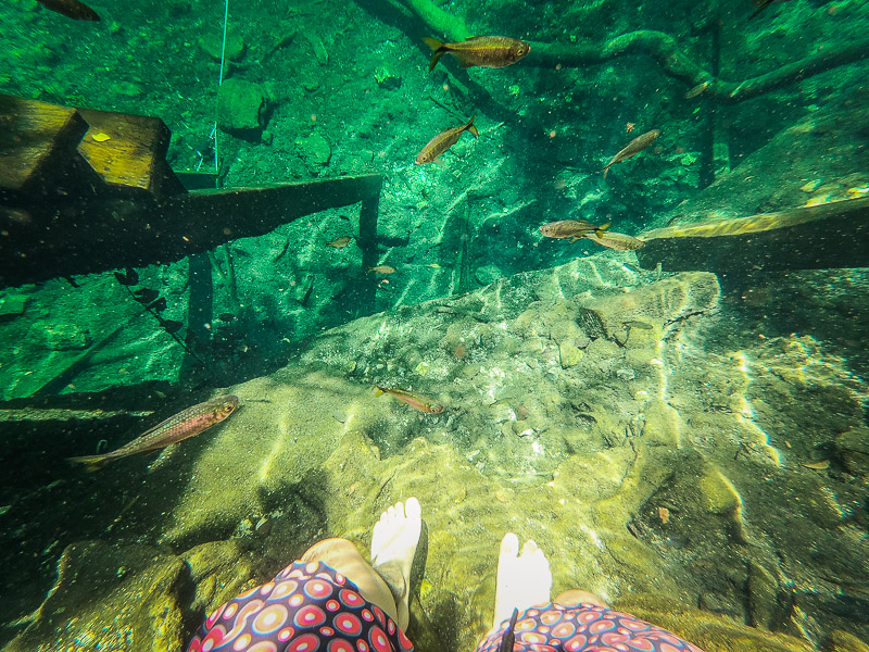 Fishes in the cenote