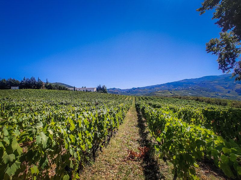 Stepping into the vineyards