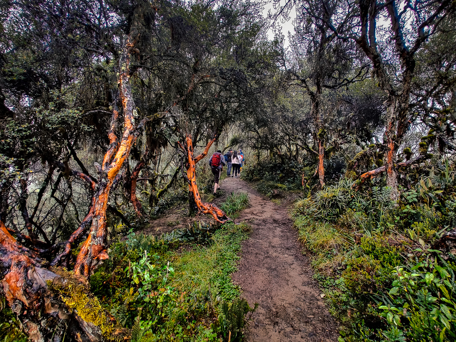 The Polylepis forest