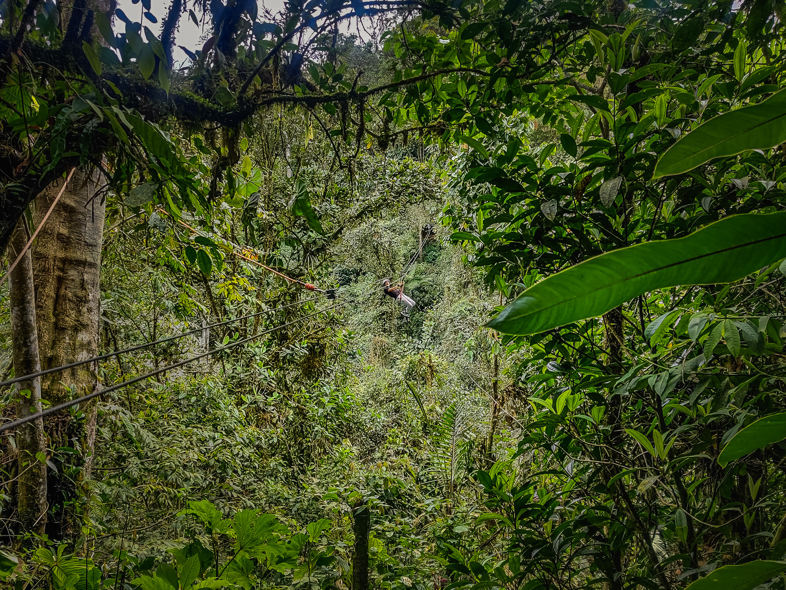 Zip-lining through the cloud forest