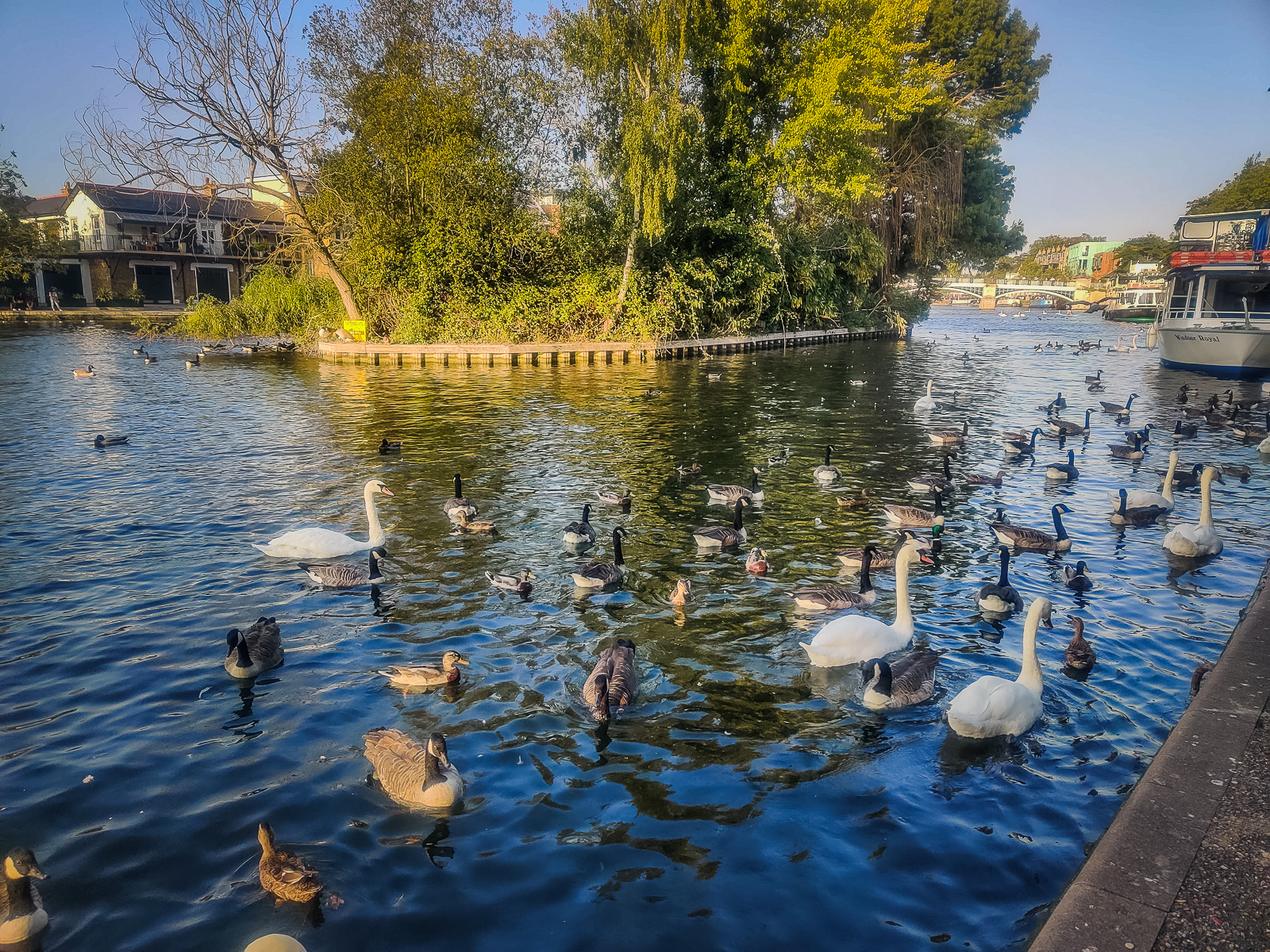 Ducks and swans floating on the river