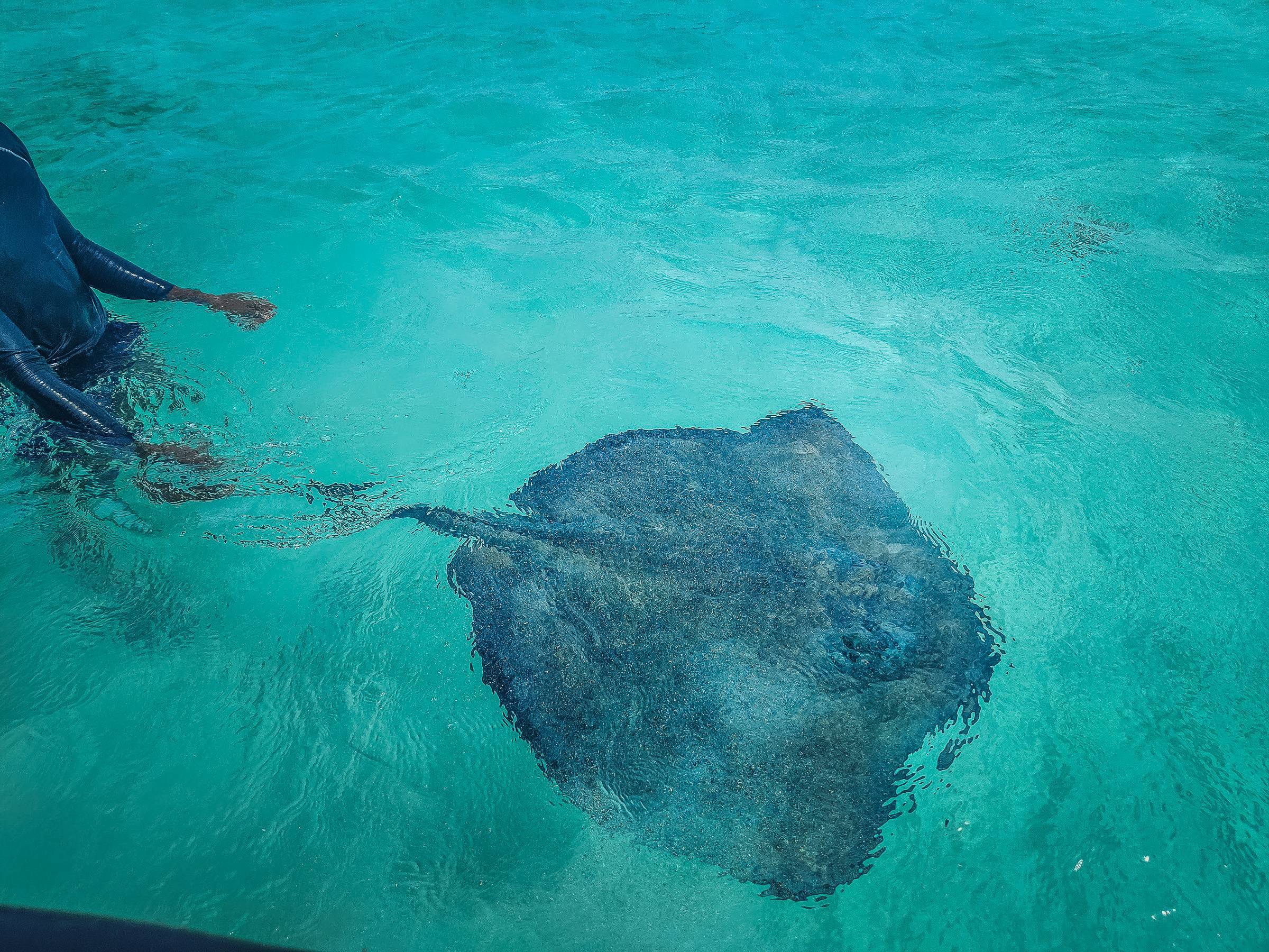 A sting ray swimming around the boat