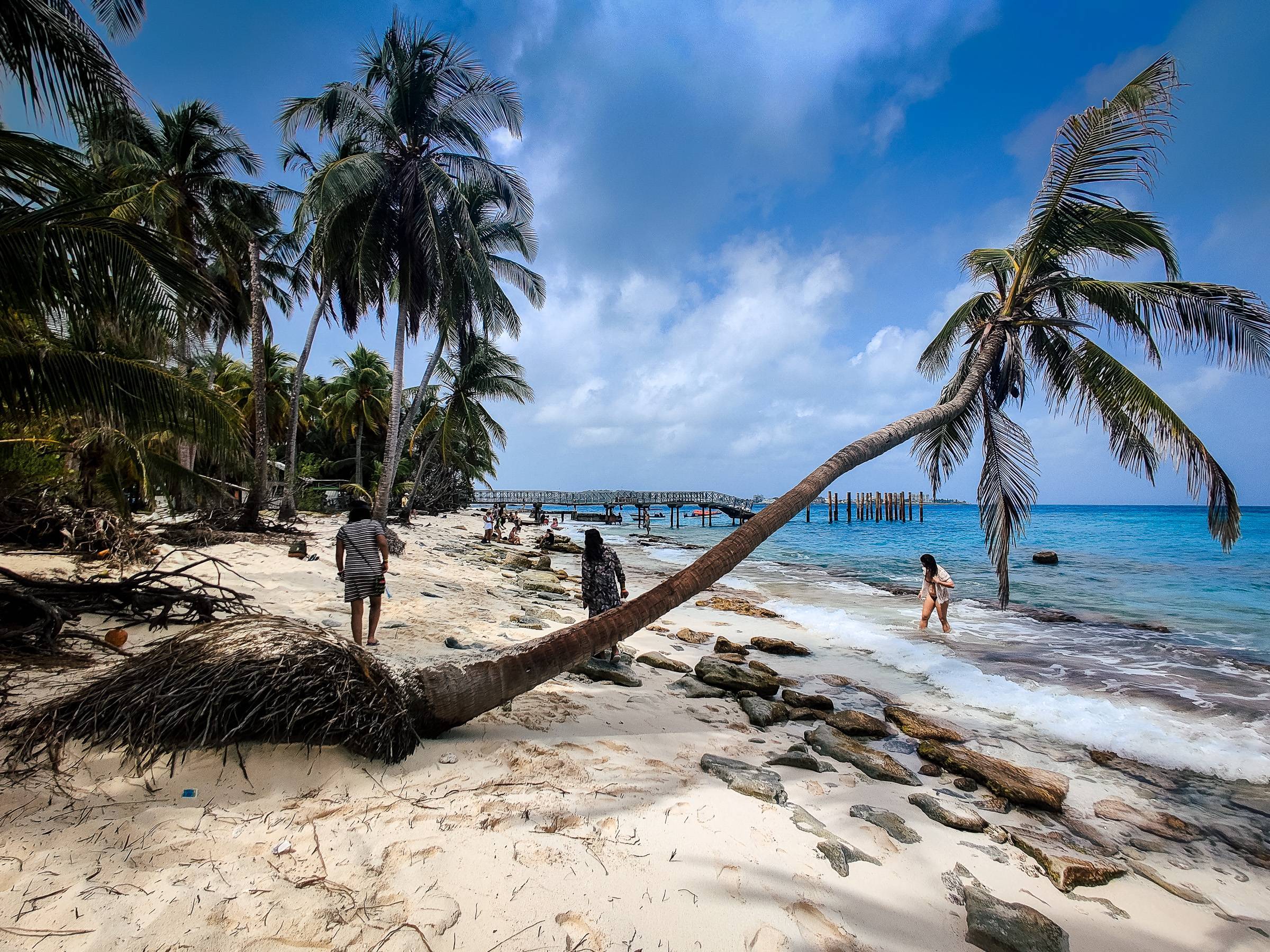 A leaning palm tree near the pier