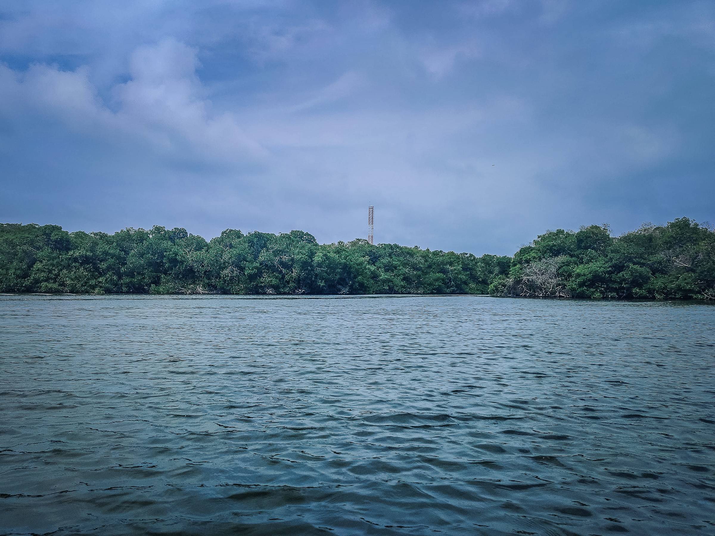 Sailing past the mangroves