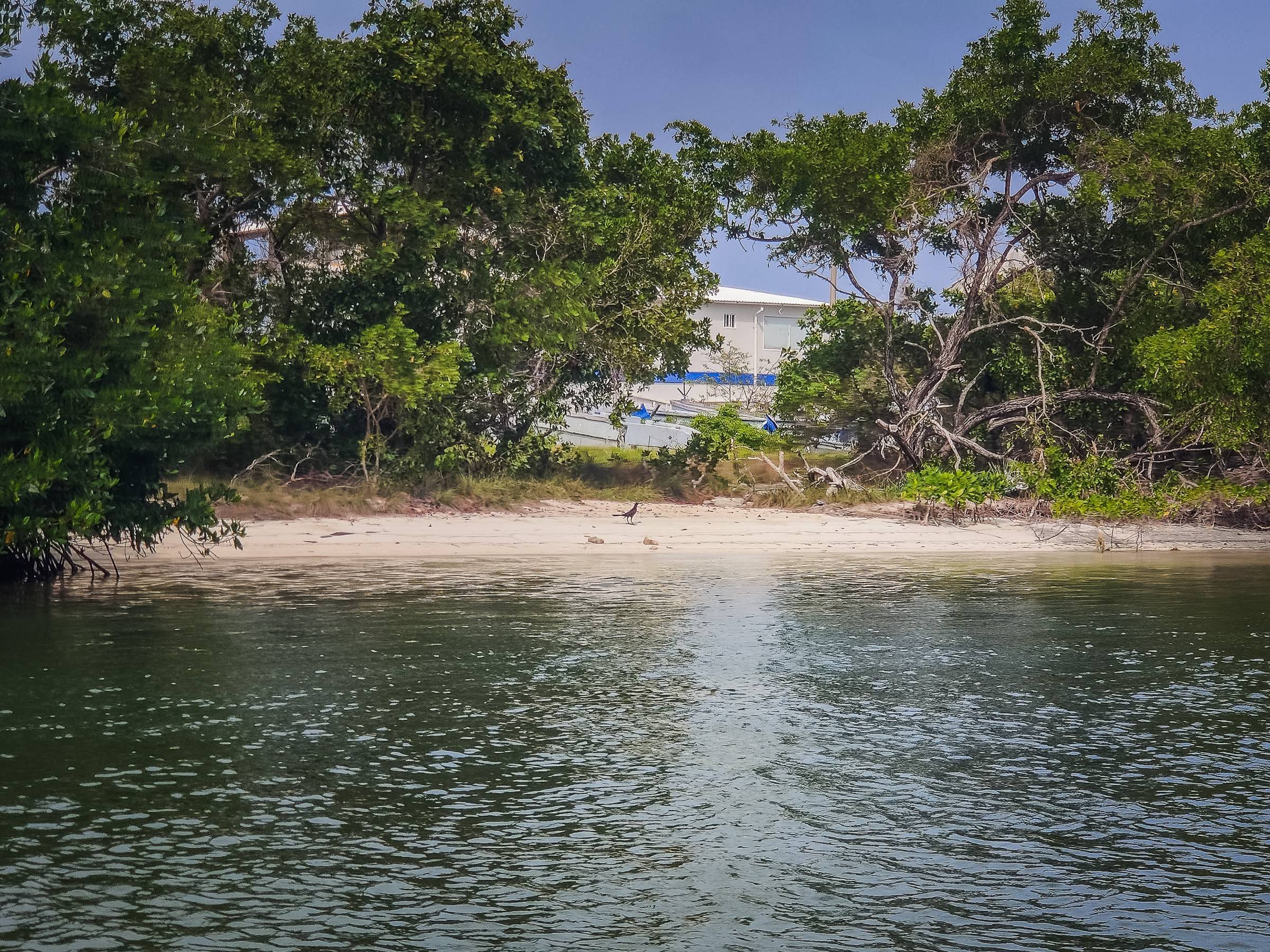 A small beach near the mangroves