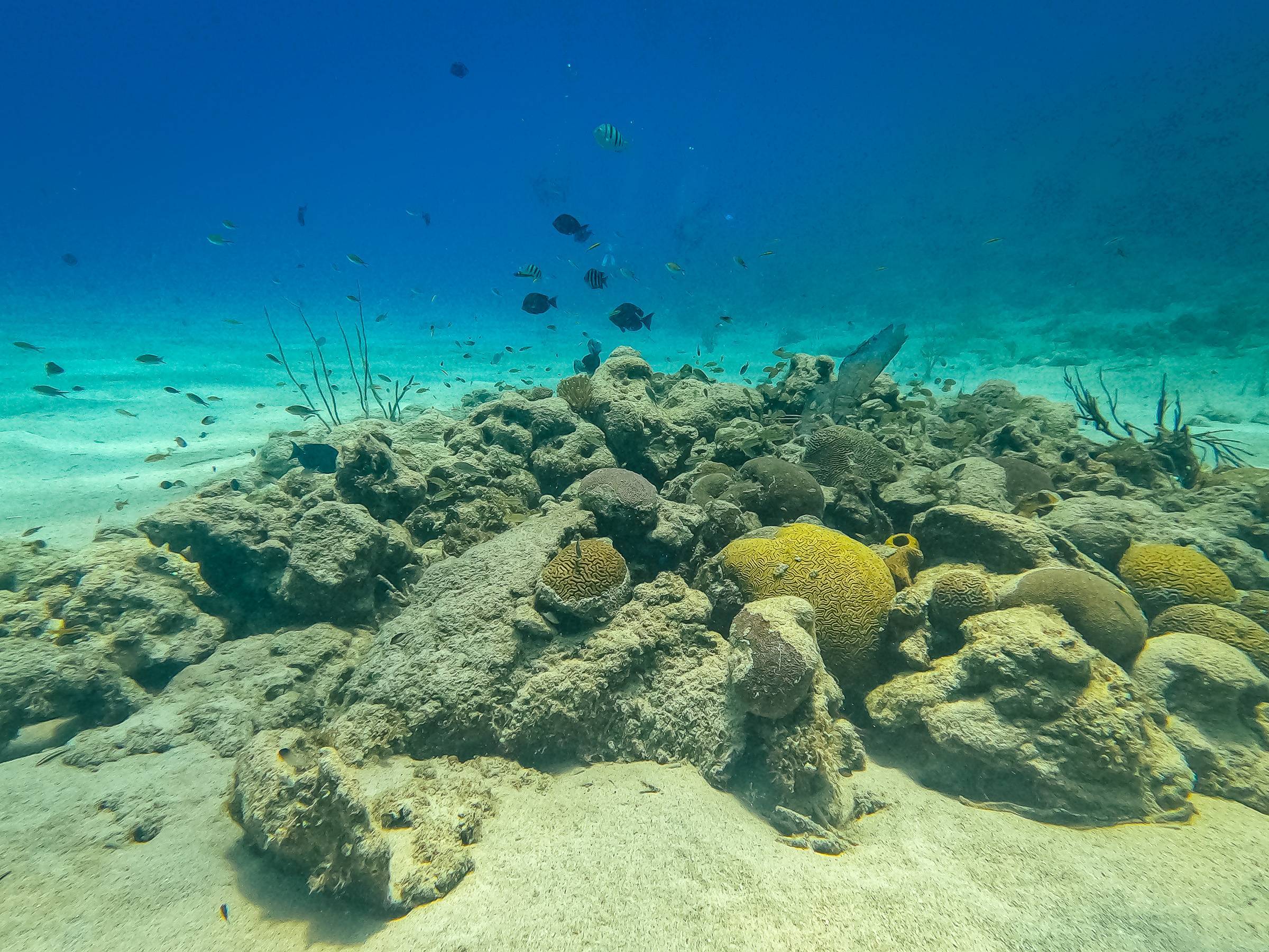 Corals on the seabed