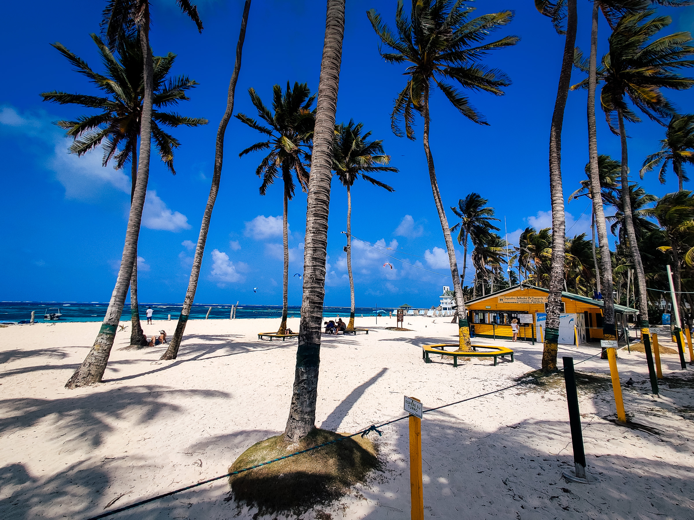 Palm tree lined beach