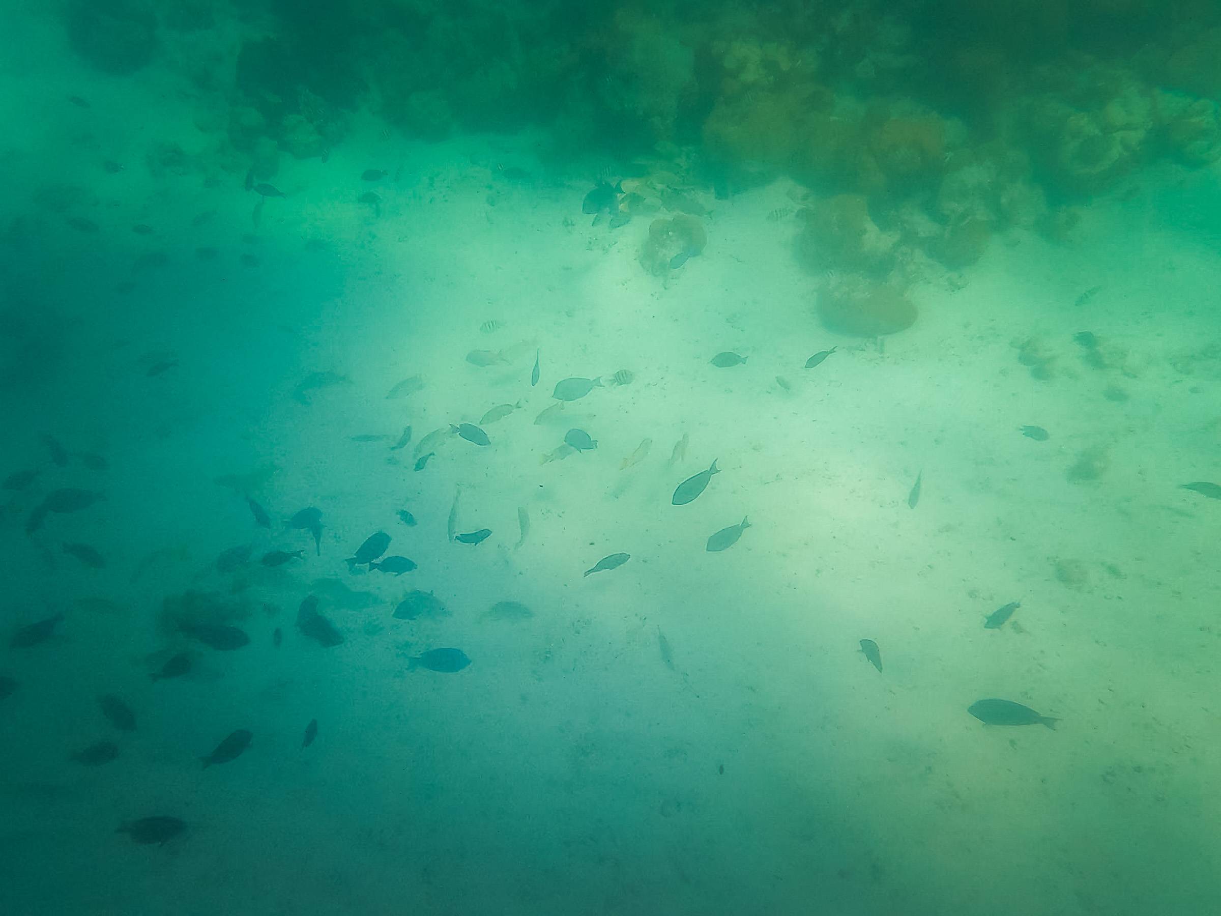 A group of fish swimming below the hull