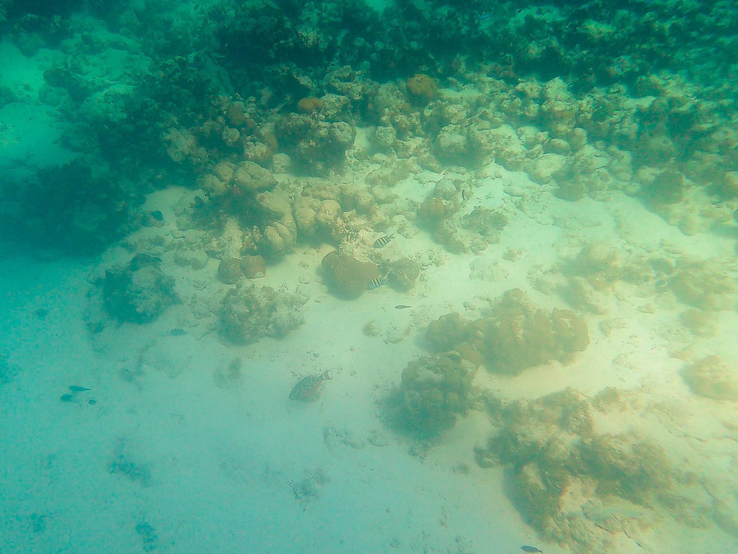 A group of fish swimming below the hull