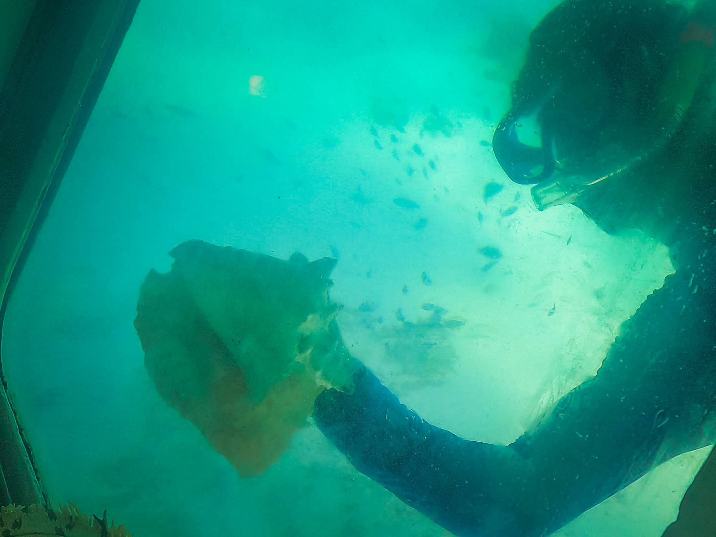 A crew member holding up a sea shell against the window