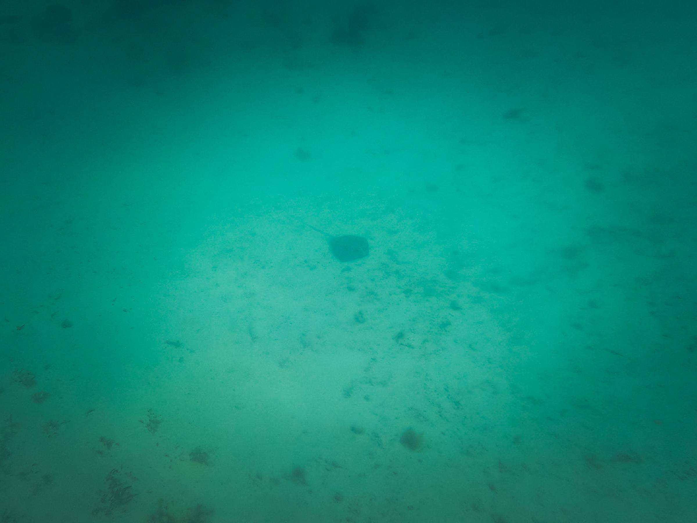 A sting ray swimming along the seabed